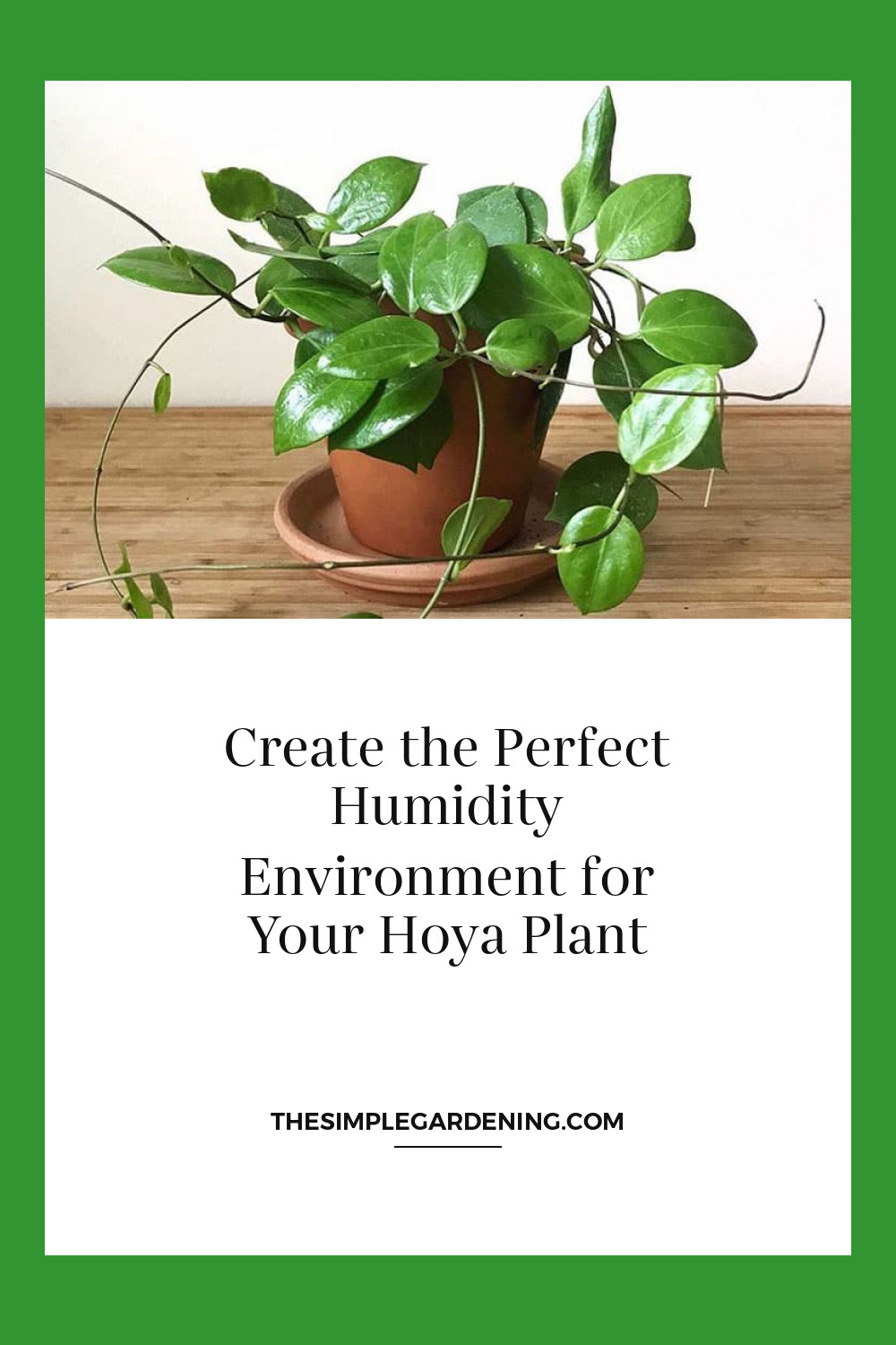 Create the Perfect Humidity Environment for Your Hoya Plant